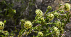 Kunzea ericifolia