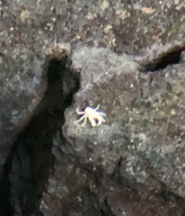 Munidopsis polymorpha
