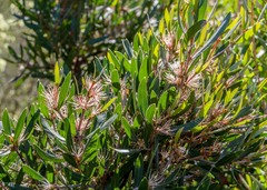 Hakea oleifolia