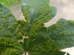 Eriophyes macrorhynchus