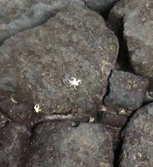 Munidopsis polymorpha