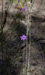 Thelymitra uliginosa
