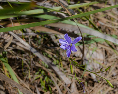 Agrostocrinum scabrum