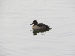 Aythya fuligula