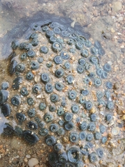 Zoanthus sansibaricus