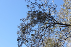 Archidendropsis basaltica