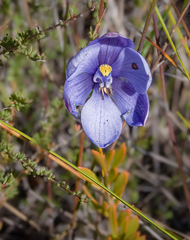 Thelymitra cornicina