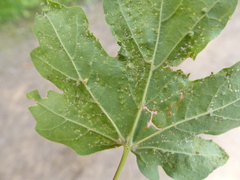 Eriophyes macrorhynchus