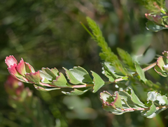 Adenanthos cuneatus