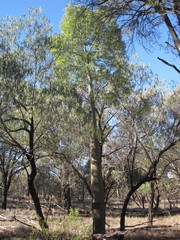 Brachychiton rupestris