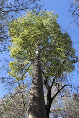 Brachychiton rupestris