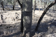 Brachychiton rupestris