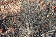 Citrus glauca