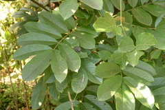 Millettia pachycarpa