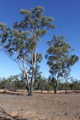 Eucalyptus cambageana