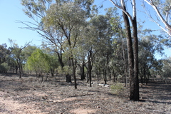 Eucalyptus cambageana