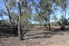 Eucalyptus cambageana