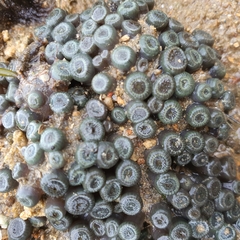 Zoanthus sansibaricus