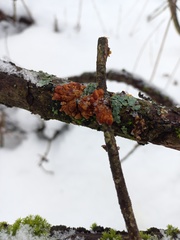 Hypocreopsis lichenoides