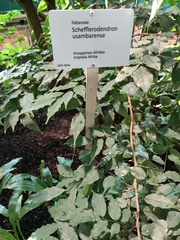 Schefflerodendron usambarense