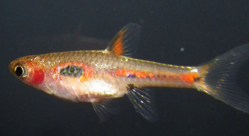Merah Dwarf Barb