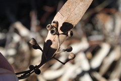 Eucalyptus cambageana