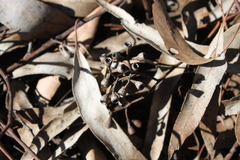 Eucalyptus cambageana