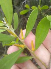 Persoonia lanceolata