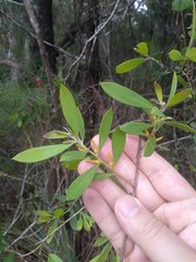Persoonia lanceolata