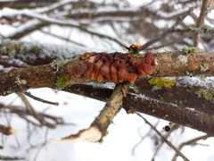 Hypocreopsis lichenoides