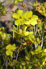 Hibbertia virgata