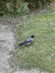 Corvus cornix
