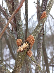 Hypocreopsis lichenoides