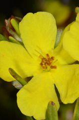 Hibbertia virgata