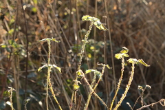 Urtica dioica