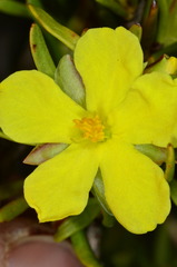 Hibbertia virgata