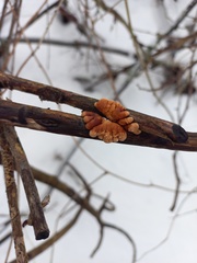 Hypocreopsis lichenoides