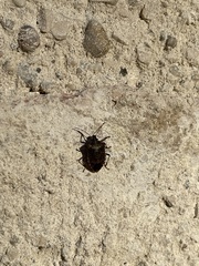 Halyomorpha halys