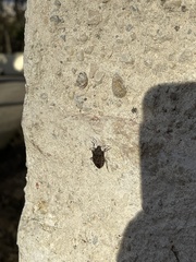 Halyomorpha halys