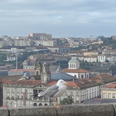 Larus michahellis