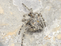 Araneus circe
