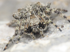Araneus circe