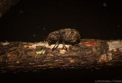 Erichsonocis