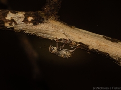 Erichsonocis