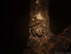 Erichsonocis