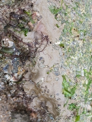 Chondrilla australiensis