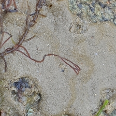 Chondrilla australiensis