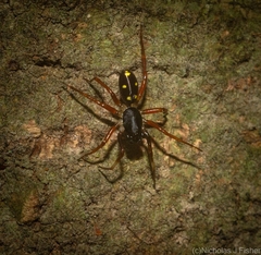 Euasteron enterprise