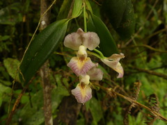 Rodriguezia lehmannii