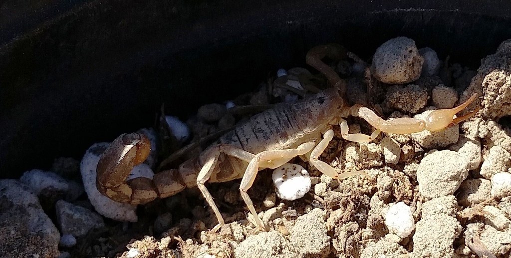 yellow ground scorpion